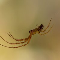 По ниточке... :: Андрей Пристяжнюк