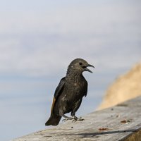 на посадку) :: Осень 