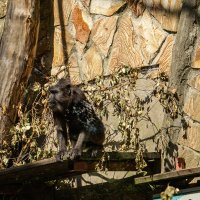 Высоко сижу. :: Ирина Соловьёва