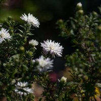 Сентябринки. :: Sergey (Apg)