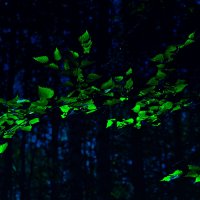 ... :: Денис Безногов