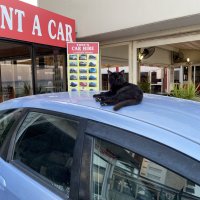 Кошки Кипра :: Андрей 