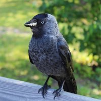 перекус :: Любовь ***