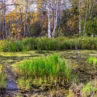 Бобриный Лог :: Сергей Винтовкин