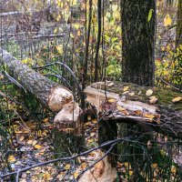 Бобры постарались :: Сергей Винтовкин
