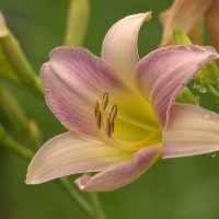 Лилейник :: Вячеслав Минаев Лилейник :: Вячеслав Минаев