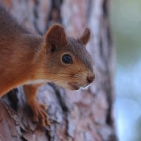 О, корм... :: Александр Кондаков О, корм... :: Александр Кондаков