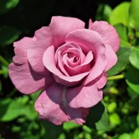 Роза :: Наталья 