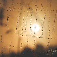 *** :: Елена Kазак (selena1965) *** :: Елена Kазак (selena1965)