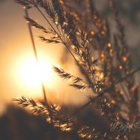 *** :: Елена Kазак (selena1965) *** :: Елена Kазак (selena1965)