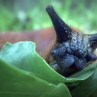 Незваный гость... :: Владимир Шошин Незваный гость... :: Владимир Шошин