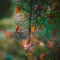 Из серии "Застывшее время".. :: Вячеслав Владимирович