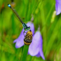 опять про стрекоз 33 :: Александр Прокудин