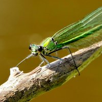 опять про стрекоз 34 :: Александр Прокудин опять про стрекоз 34 :: Александр Прокудин