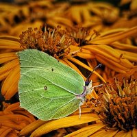 Бабье лето в красках. :: Галина Левина