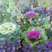 Капуста :: Сапсан 