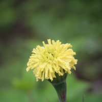 Сентябрь :: Наталья Герасимова