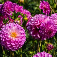 Георгина :: Анатолий Шумилин