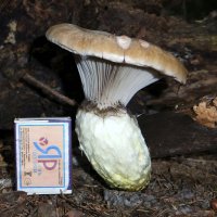 Про мокруху еловую... :: Андрей Заломленков