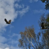 Брачные игры хищников :: Сергей Шаврин