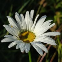 В росе :: Валентина Богатко 