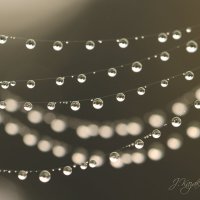 *** :: Елена Kазак (selena1965)