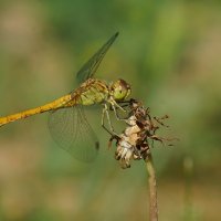 Макро мир вокруг нас... :: Николай Саржанов