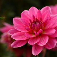 Цветущий :: Юрий. Шмаков