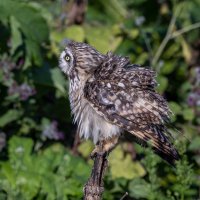 сова болотная. :: юрий макаров сова болотная. :: юрий макаров