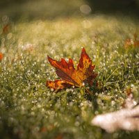 Павшие в космос октябрьских рос. :: Анатолий Щербак