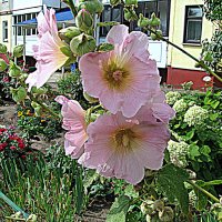 Цветы. :: Владимир Драгунский