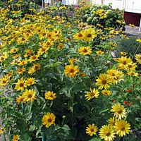 Цветы. :: Владимир Драгунский Цветы. :: Владимир Драгунский