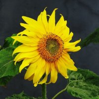 Подсолнечник :: Рита Симонова