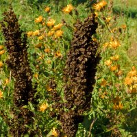 Гори, Гори ясно :: Владимир Максимов Гори, Гори ясно :: Владимир Максимов