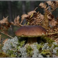 *** :: Aleksandr Gal