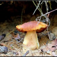 Вышел в свет... :: Aleksandr Gal