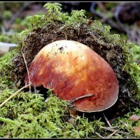 Пробился :: Aleksandr Gal