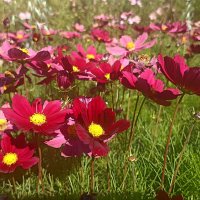 Цвета осени :: Pippa 