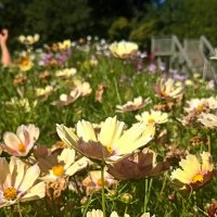 Цвета осени :: Pippa 