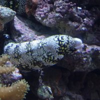 Мурена звёздчатая :: Лидия Бусурина