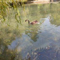 Парк лебединое озеро в Новом Афоне :: Ирэн Парк лебединое озеро в Новом Афоне :: Ирэн