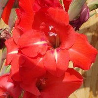 Гладиолус :: Freddy 97