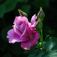 Королева. :: Владимир 