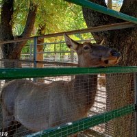 В ростовском зоопарке :: Нина Бутко В ростовском зоопарке :: Нина Бутко