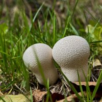 Братцы дождевики. :: Сергей Адигамов Братцы дождевики. :: Сергей Адигамов