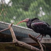 Лесной ибис... :: Николай Гирш