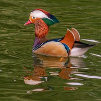 Мандаринка :: Михаил Измайлов Мандаринка :: Михаил Измайлов