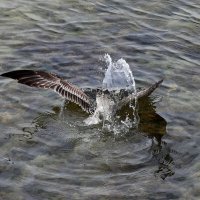 Нырь... :: Александр Кондаков Нырь... :: Александр Кондаков