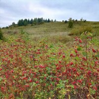 *** :: Светлана Кузнецова