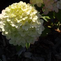 ГОРТЕНЗИЯ :: СЕРГЕЙ ФИЛОЧКИН